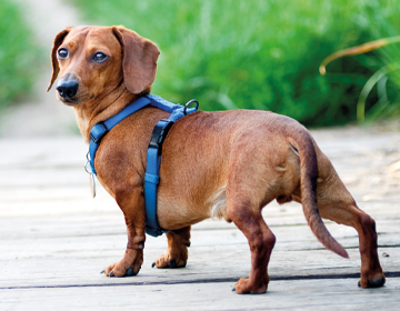 Hundegeschirre
