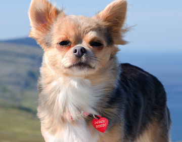 Hundemarke