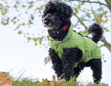 Hundebekleidung