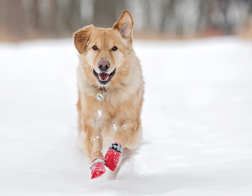 Hundeschuhe