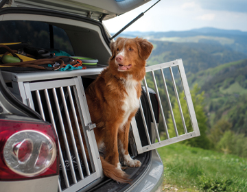 Hundetransportbox