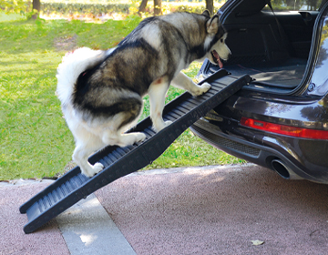 Einstiegshilfe Hund