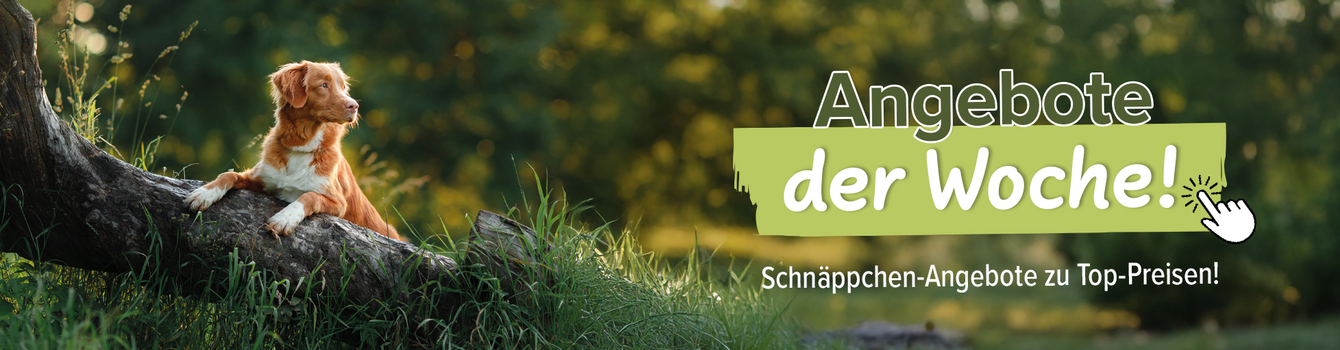 % Angebote der Woche %