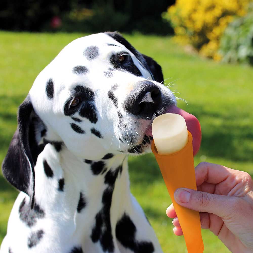 Hunde Eis Lollies Bild 2