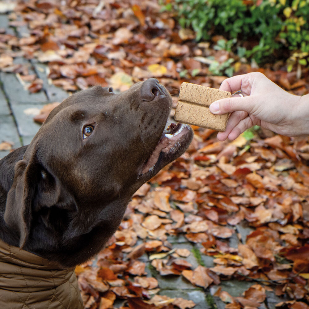 Hundekuchen Bild 3