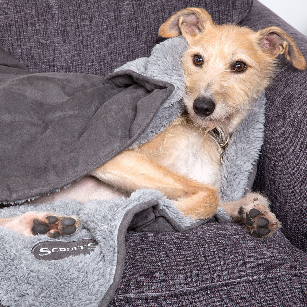 hunde decken