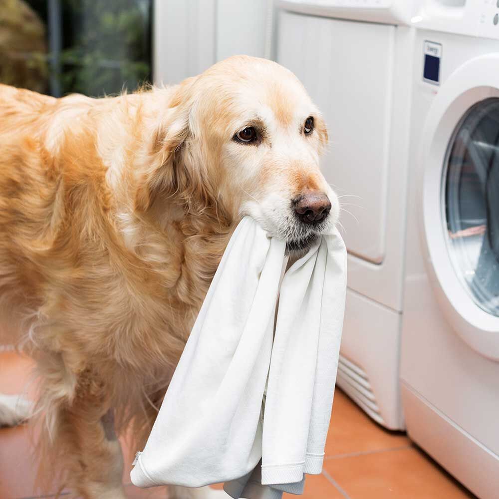 Schecker Spezial-Waschmittel für Hundetextilien Bild 4