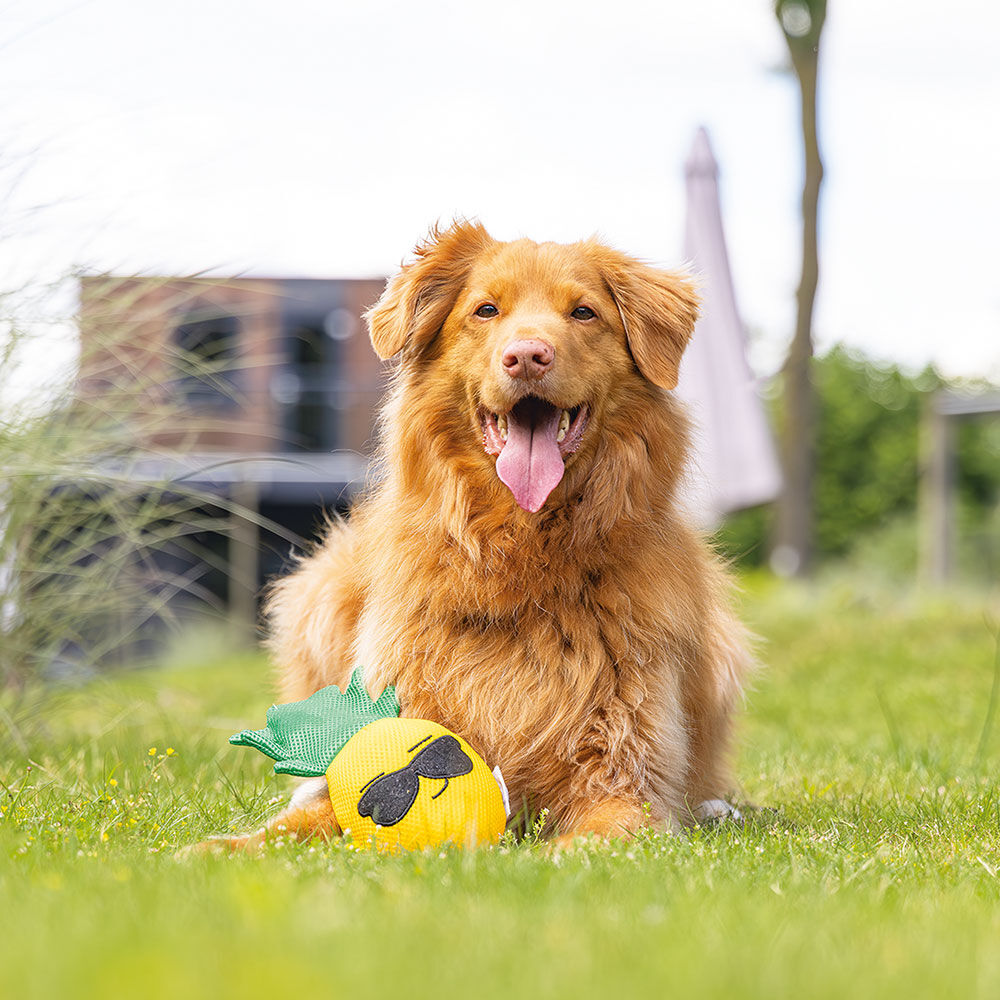 Hundespielzeug Ananas Bild 2