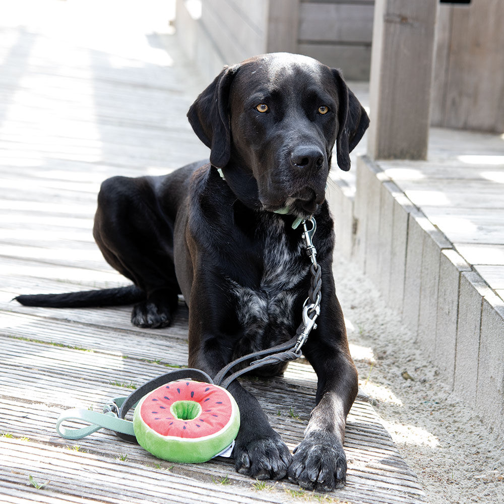 Hundespielzeug Fruity Donut Bild 4