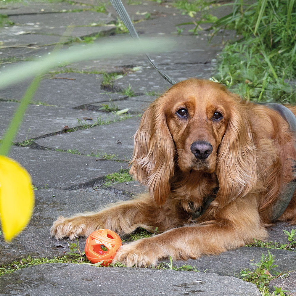 Trixie Hundespielzeug Wabenball / Wabenrugby Bild 2