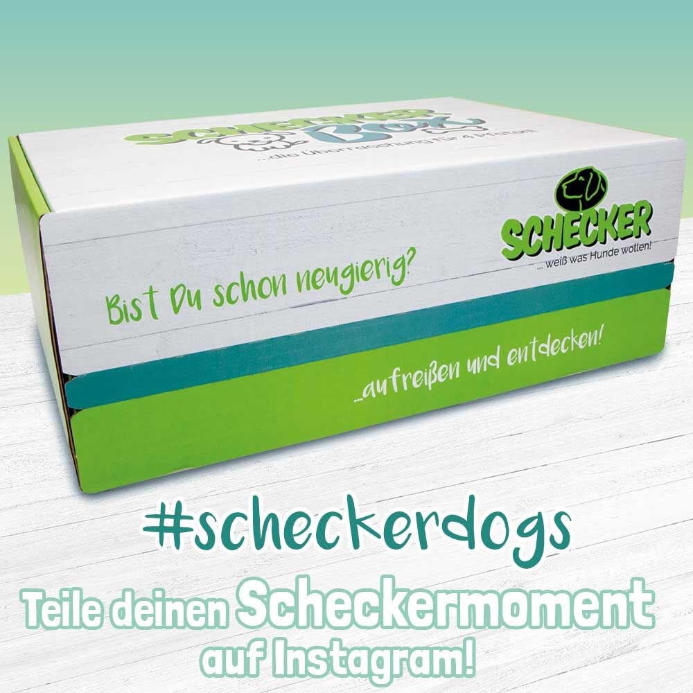 Schecker Sommer-Box Bild 3