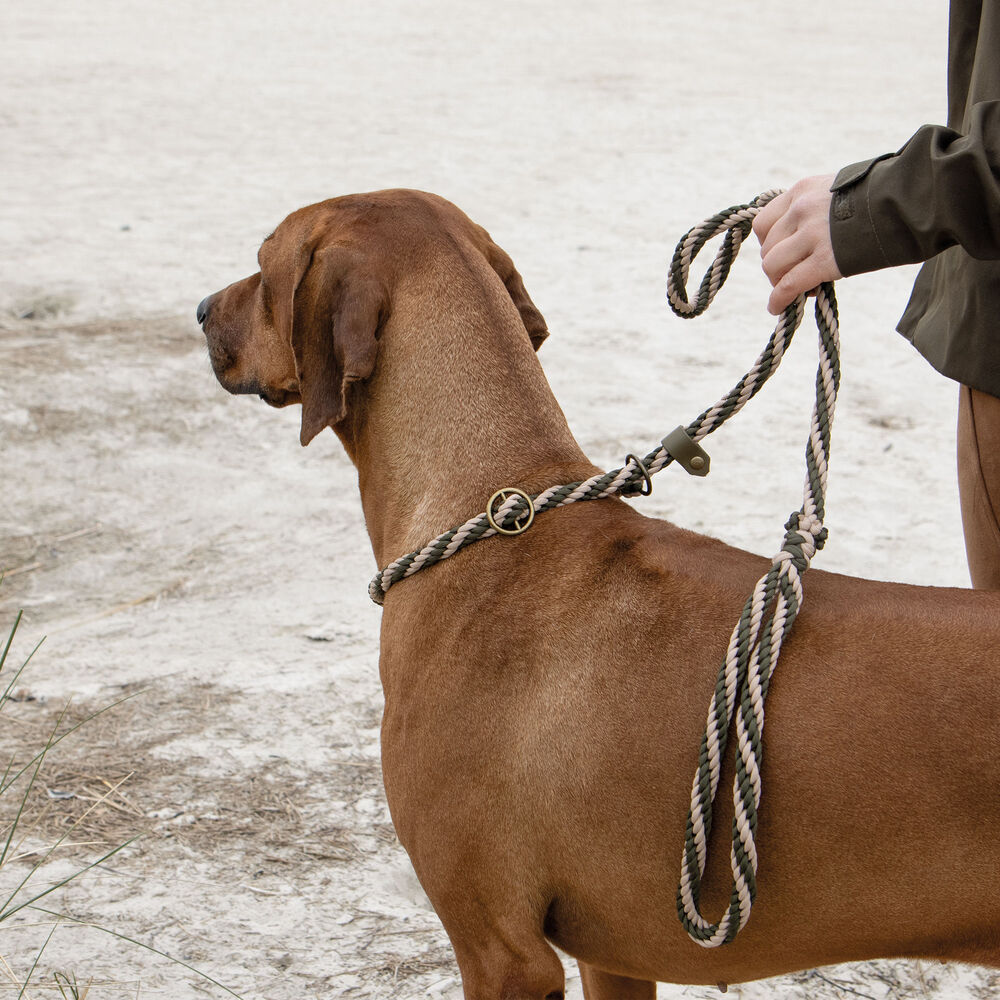 Trendfhrte Hunde-Retrieverleine Paracord Bild 2