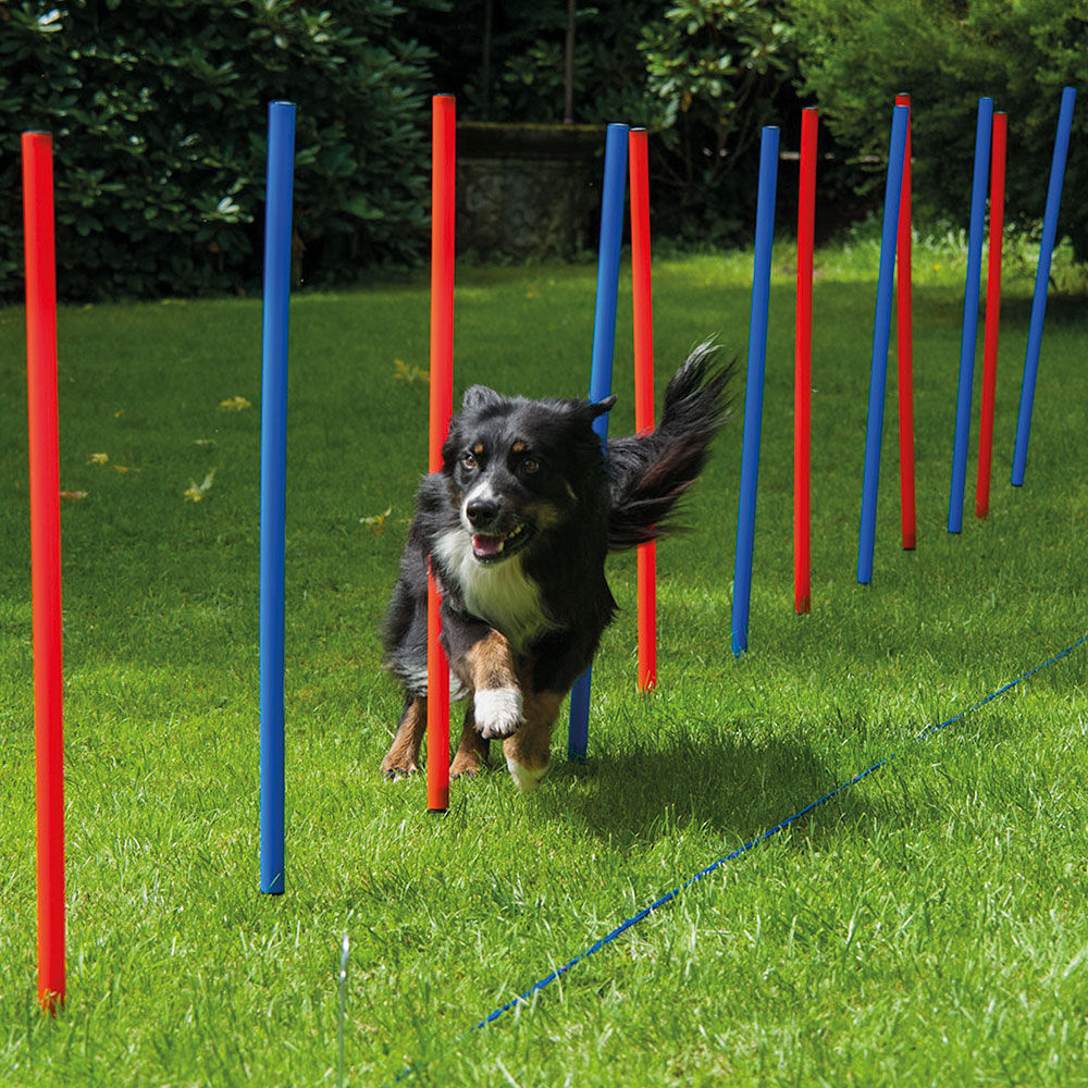 Agility - Slalom Bild 2