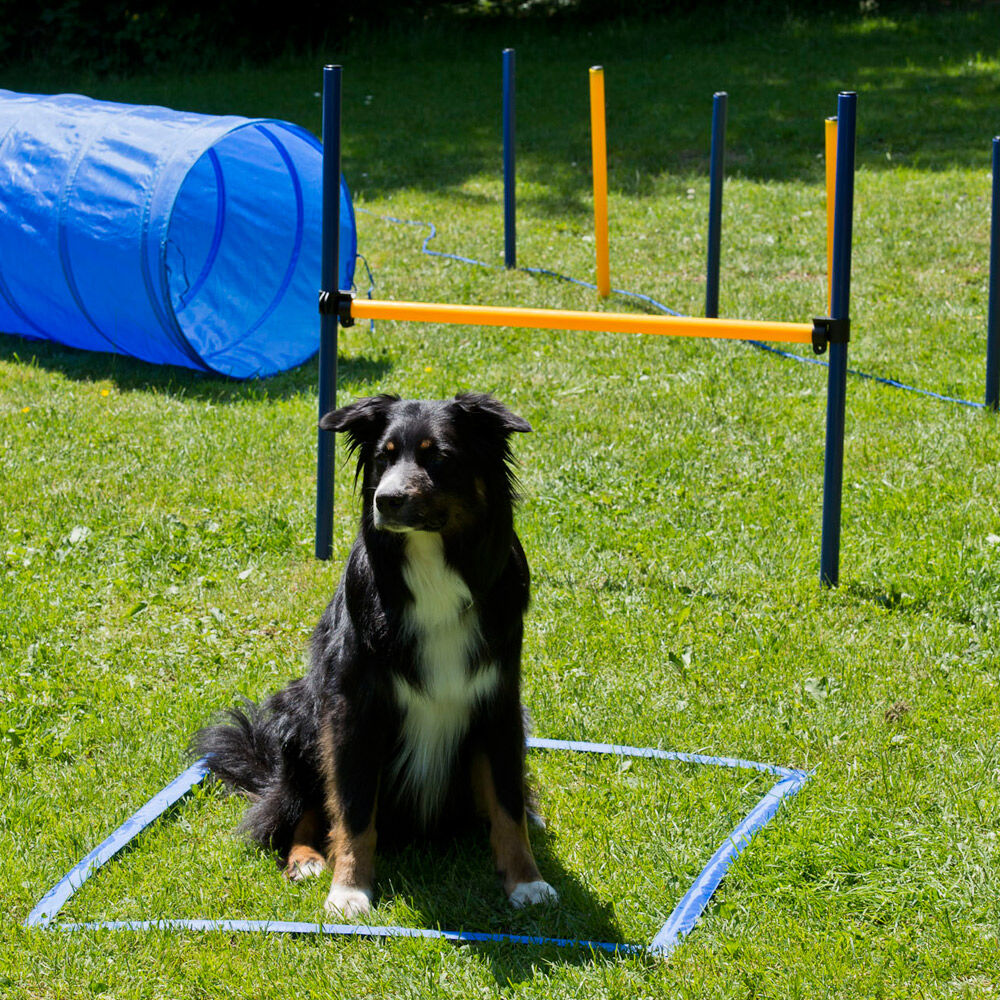 Dog Agility Starter-Set Bild 2