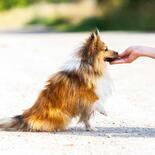 Schecker Popcorn fr Hunde