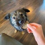 Chipies - Krosse fleischige Chips-Taler für Hunde, Sorte: Lamm