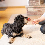 Trixie Hundesnack Premio Lolly mit Ente & Kabeljau