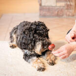 Trixie Hundesnack Premio Lolly mit Ente & Kabeljau