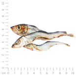 Lodde / Sprotten / Capelin