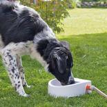 Hunde-Gartentrnke