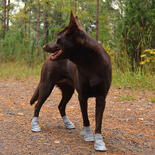 Rukka Pets Hunde-Sommerschuhe