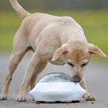 Hundespielzeug Snack Popper