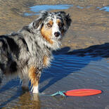 Nobby Hunde-Wasserspielzeug - Rettungsboje mit Seil -