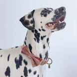 Designed by Lotte Hunde-Festtagsfliege