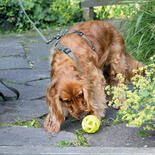 Trixie Hundespielzeug Wabenball / Wabenrugby