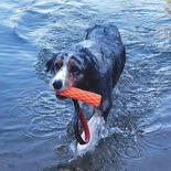 Nobby TPE-Hundespielzeug mit Schlaufe und Ball oder Stick