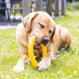 Beeztees Hundespielzeug Apportino