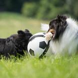 Hunde-Fuball mit Greifseilen - Das Original -