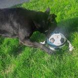 Hunde-Fuball mit Greifseilen - Das Original -