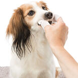 Zahnpflege-Fingerlinge für Hunde