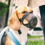 Giftköder Schutznetz für Hunde