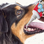 Beaphar Zahngel für Hunde