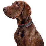 Schecker Hunde-Halsband Moorfeuer, Farbe: braun-feuerrot