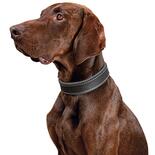 Schecker Hunde-Halsband Moorfeuer, Farbe: braun-himmel