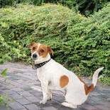 FuzzYard Active Hunde-Halsband