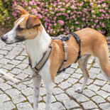 Trixie Panik-Adapter Stay fr Geschirre