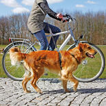 Fahrrad- und Joggingleine, schwarz