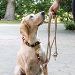 Hamburg Dogs Hundeleine Tristan Barbara
