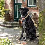 Hamburg Dogs Hundeleine Bootsmann Sylt