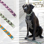 Trendfhrte Hundehalsband Leder geflochten