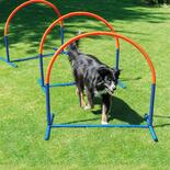 Hoopers Hunde Agility-Bogen