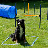 Dog Agility Starter-Set