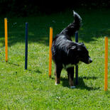 Dog Agility Starter-Set