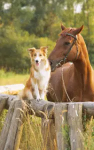 hund-und-pferd-188x300 hund-und-pferd-188x300