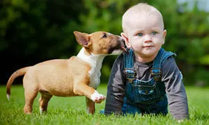 hund-und-baby-300x180 hund-und-baby-300x180